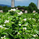 Aromatic Drink 250g-500g Premium BulkJasmine Tea Canned Jasmine Gift Flower Tea