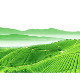 White Tea Brick Lao Shou Mei White Tea Cake Premuim Chinese Fuding 1000g