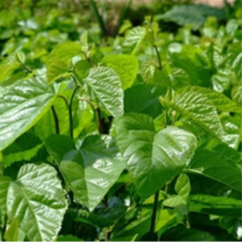 New Healthy Drink Dried Mulberry Leaf Tea Natural Herbal TeaOrganic Chinese Tea