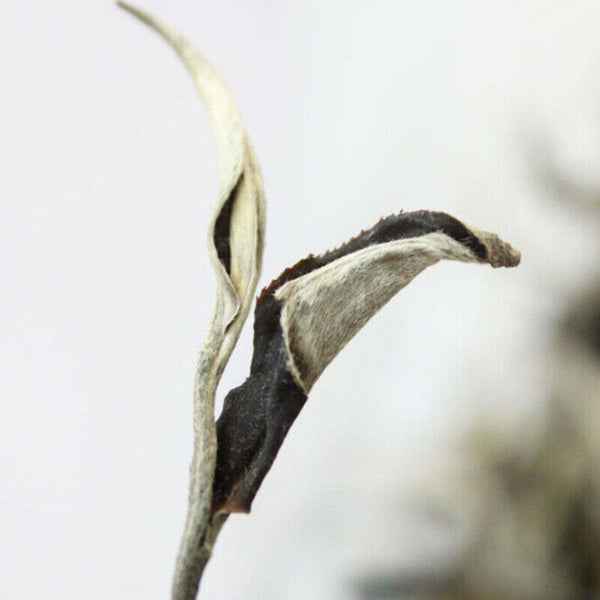 Yunnan Jing Gu Cha Puer Tea Moonlight White Buds Pu'er Puerh Loose Leaf Tea 100g