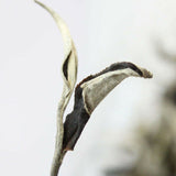 Yunnan Jing Gu Cha Puer Tea Moonlight White Buds Pu'er Puerh Loose Leaf Tea 100g