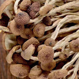 Chinese Herbal Agrocybe Cylindracea New Premium Dried Tree Mushroom 250g/bag