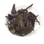 Organic High Mountain Shoumei Spring Tea Fuding Loose Leaf White Tea 500g