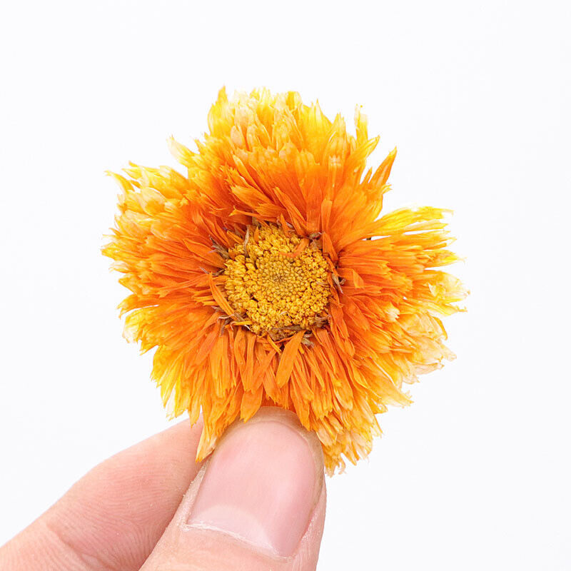 Chinese Marigold Tea Ecology Calendula Officinalis Tea Female Flower Herbal Tea Main image