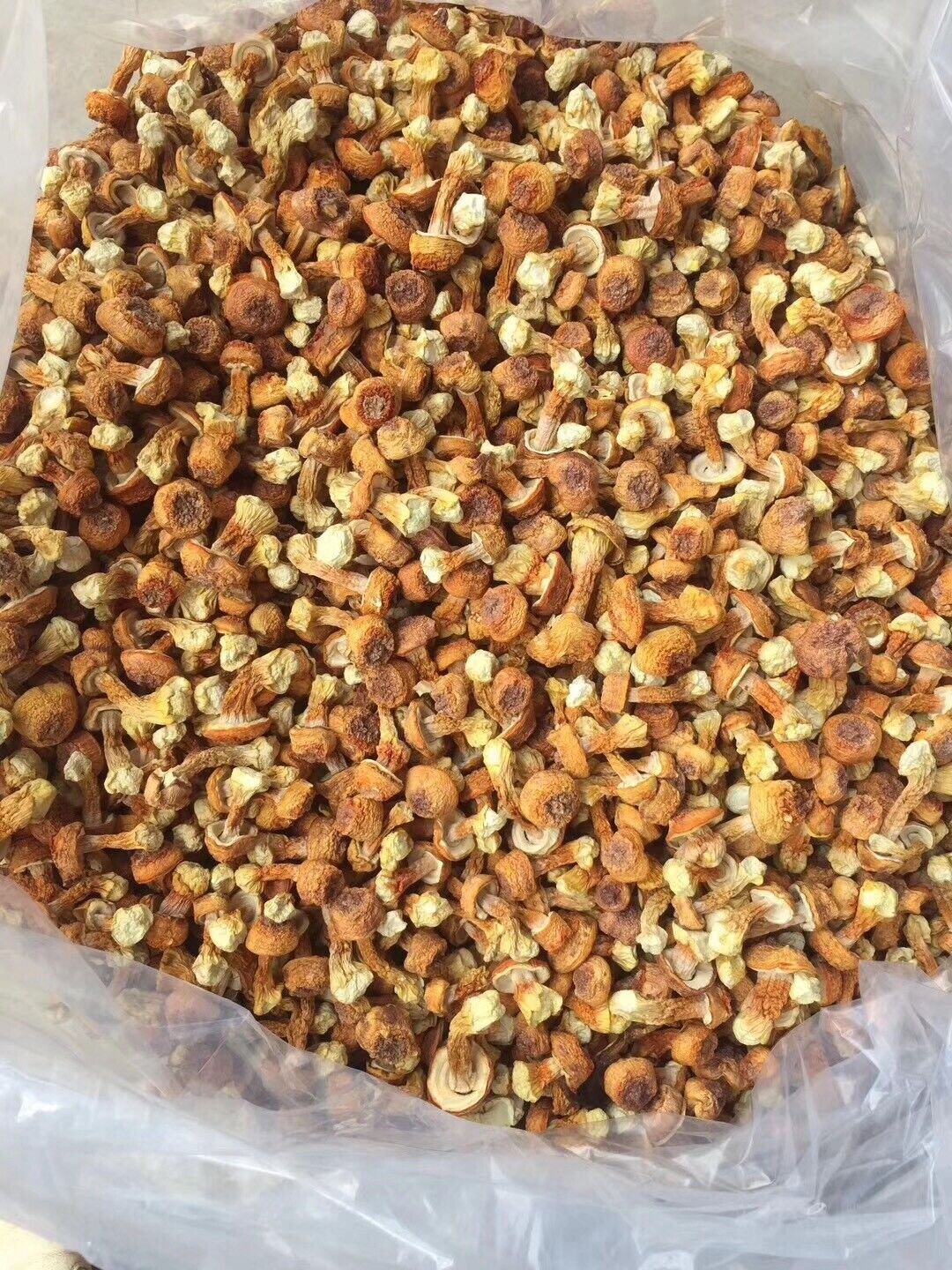 Cooking Soup Chinese Dried Goods Top Grade Brazil Mushroom JiSongRong 100g