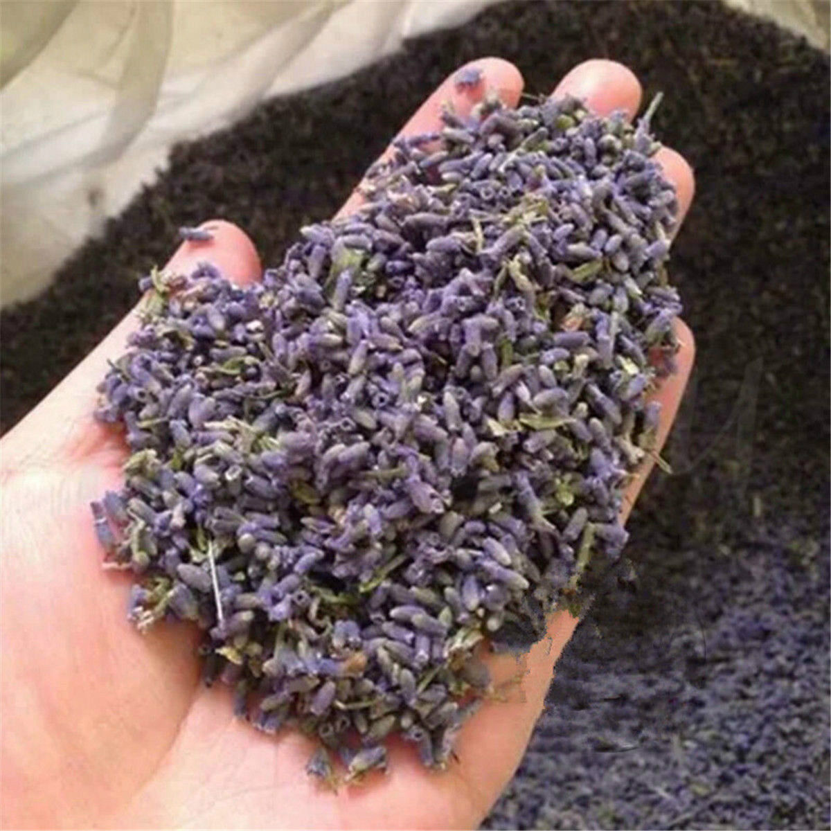 Floral China Bloom Herbal Tea Gift Good for Sleep Lavender Dried Flower Tea 50g