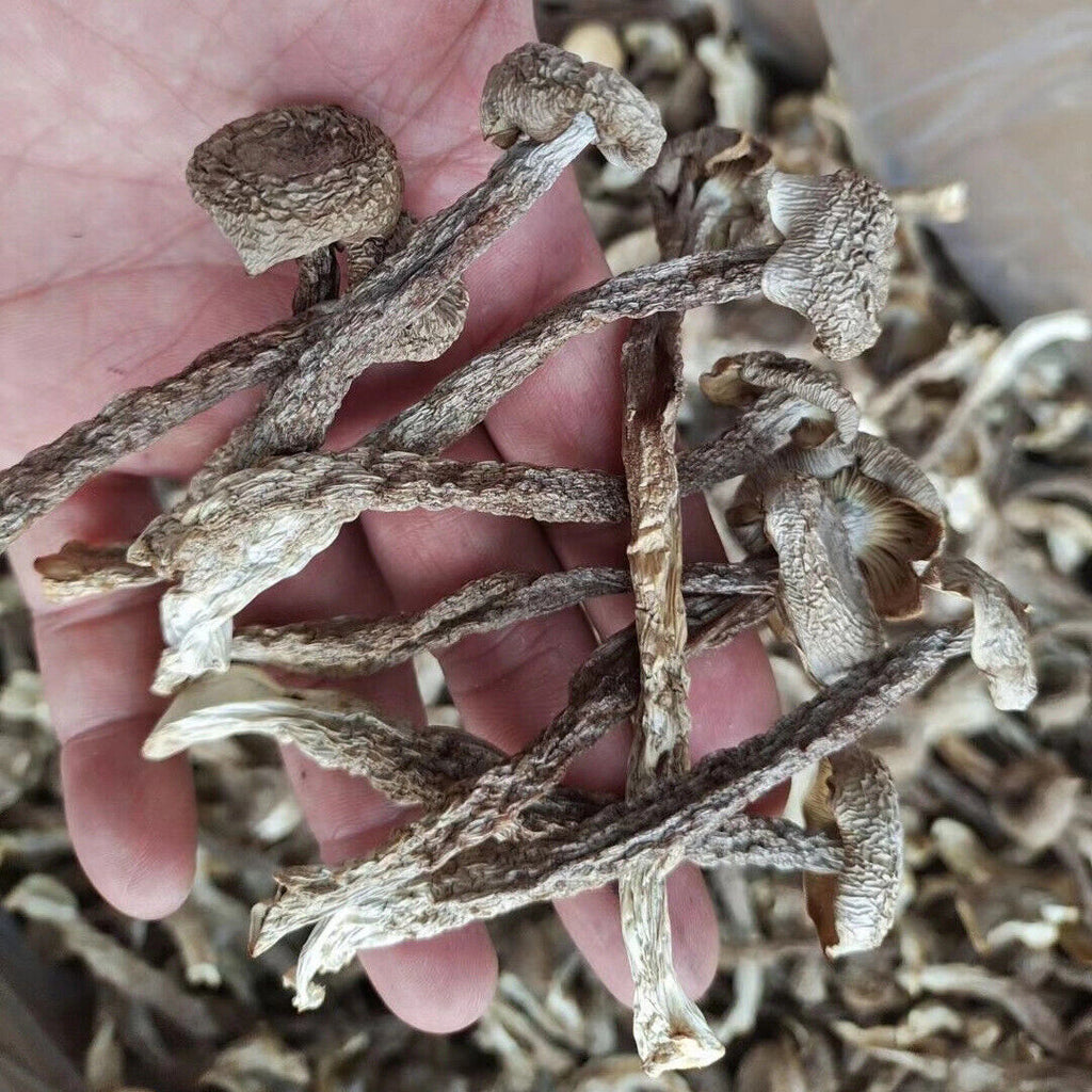 Premuim Dried Velvet Mushroom Antler Mushroom Deep Mountain Edible Fungi 250g