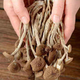 Chinese Herbal Agrocybe Cylindracea New Premium Dried Tree Mushroom 250g/bag
