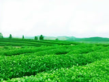 Yunnan Dian Hong Black Tea Cake 200g Fengqing Ancient Tree Black Tea Puer Tea
