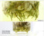 Ecology Food Organic Blooming Herbal Tea Loose Leaf Dried Jasmine Flower Tea 50g
