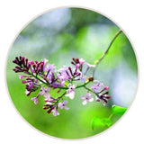 Natural Stomach Health Ding Xiang Ye Tea Clove Leaf Herbal Tea 同仁堂丁香叶茶 80g/罐
