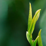 Organic Anji White Tea Chinese Spring Premuim Natural Loose Leaf Green Tea 100g