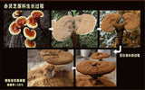 Herbal Tea Chinese Wild Reishi Powder Spore Powder Ganoderma Lucidum Tea 500g