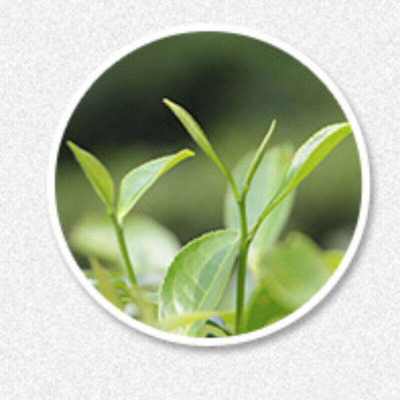 Fuding White Tea Weight Loss Healthy Drink Loose Leaf Old White Tea 500g