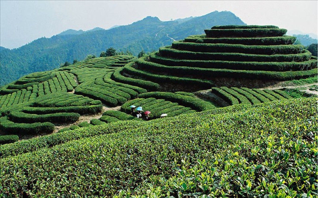 Dahongpao Black Tea Milky Oolong Tea Tieguanyin Green Tea 15 Bags Kinds of Tea