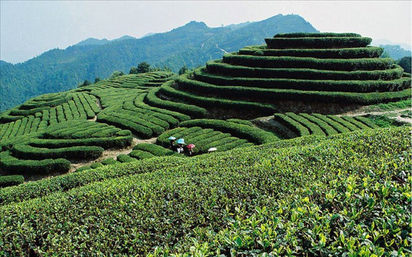 Dahongpao Black Tea Milky Oolong Tea Tieguanyin Green Tea 15 Bags Kinds of Tea