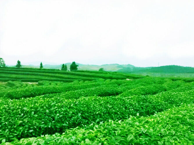 Poney White Tea Loose Leaf Organic Premium Bai Mu Dan White Green Tea Flower Tea