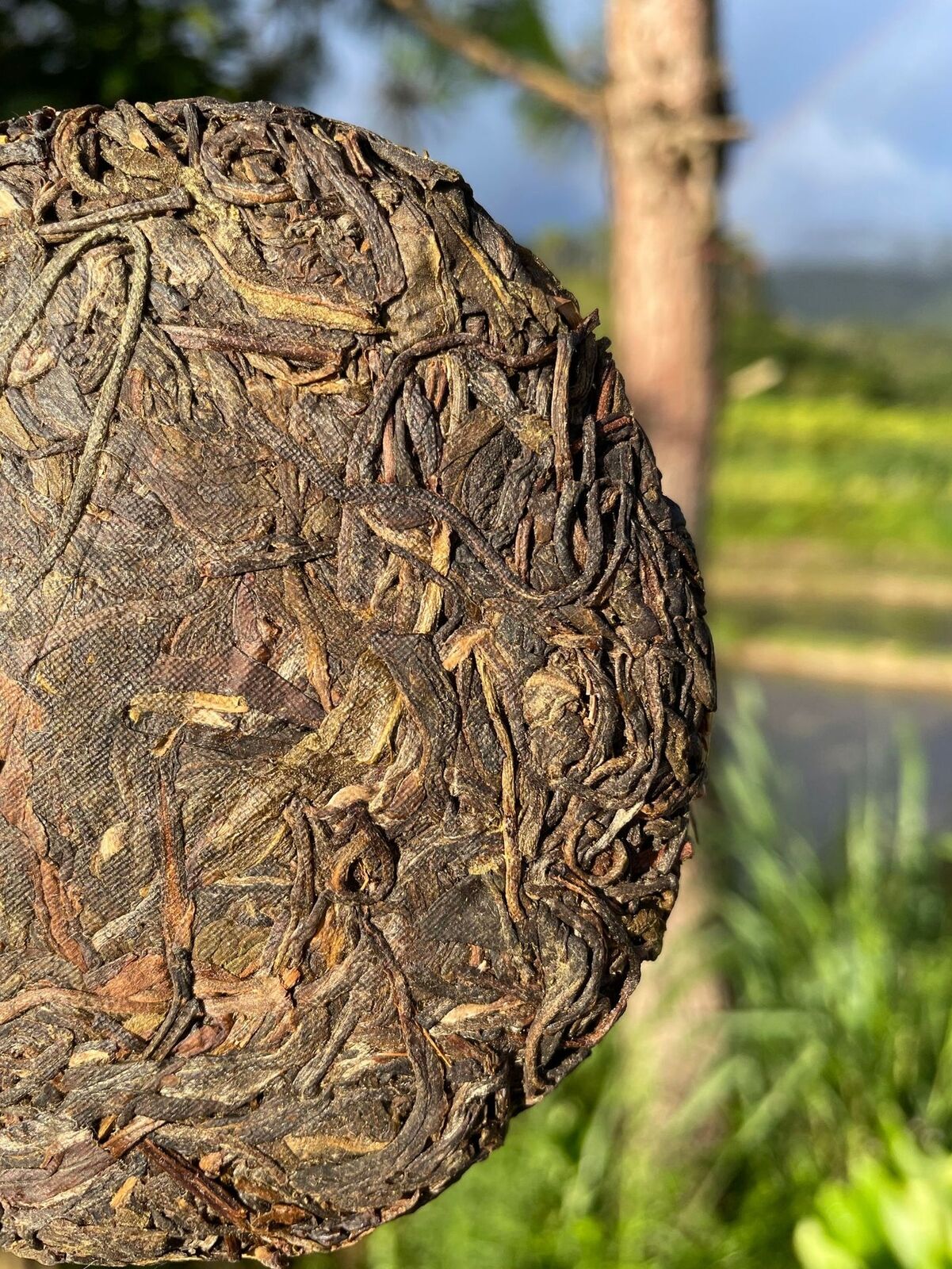 Rare Icelandic Ancient Tree Pu-erh Tea Fat Scraping Raw Tea Sweet 100g