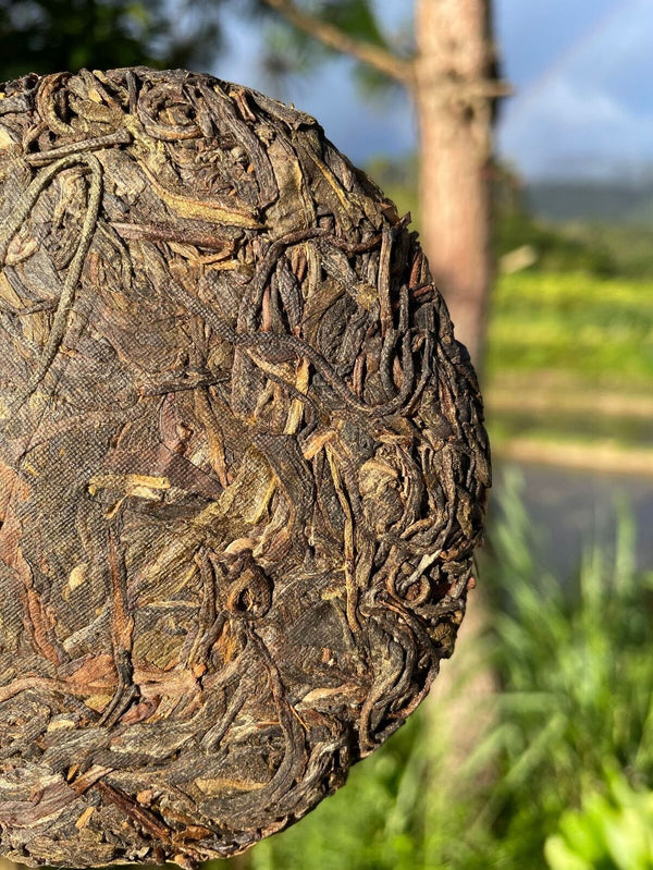 Rare Icelandic Ancient Tree Pu-erh Tea Fat Scraping Raw Tea Sweet 100g