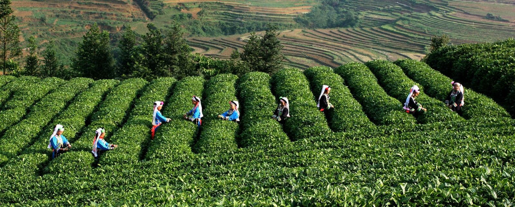 Old Ban Zhang Ripe Pu-erh Tea Shu Cha Organic Tea China Ripe Pu-erh Tea 100g