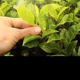 Big Leaf Weight Loss Healthy Drink White Tea Cake Top Yunnan Old White Tea 200g