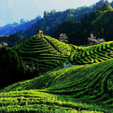 Herbal Tea Ecology Healthy Drink Organic Loose Leaf Kuding Tea Chinese Tea 100g