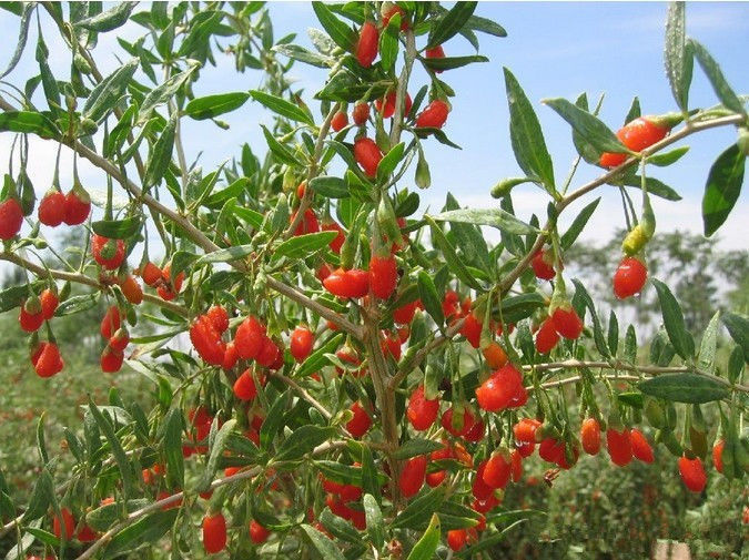 TemuTea Chinese 100g Natural Goji Berry Tea Wolfberry Goji Berries Herbal Tea Green Food Gouqi