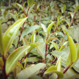 Top-Grade Black Tea Natural Pu-Erh Ripe Tea Purple Bud Fermented Tea Brick 250g