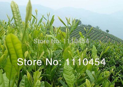 Taiwan High Mountains Jin Xuan Oolong Tea Frangrant Tieguanyin Tea Green Tea