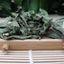 50g Mint Leaves Wild Mint tea Premium Cool Mint Tea Herbal Tea Reduce Liver Fire