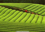 10 Flavors China tea Raw and Cooked Puer tea Slimming Mini shu Puerh tea Tuocha