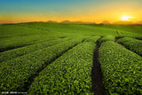 Premium Health Care Jasmine Flower Tea Jasmine Tea Pearl Tea Green Tea 50g