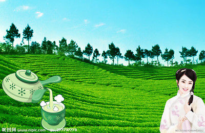 TemuTea 250g Milk Oolong Tea Taiwan jin xuan Tea Oolong Milk Tea Tie guan yin Green Tea (VIP Price now! The price will go up up up!)