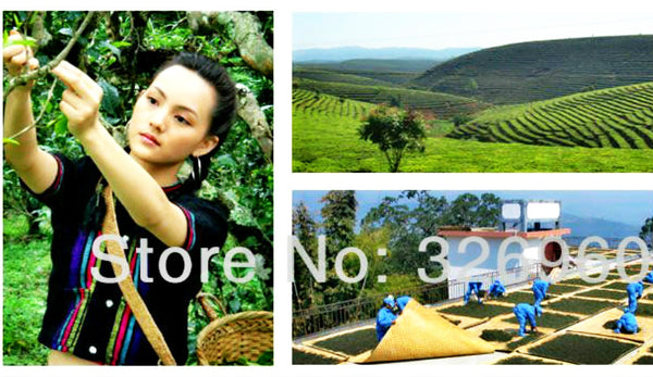 TemuTea 100g China Specials Organic Loose White Tea Pu Er Buds Wild Pu'er Tea Puerh Raw