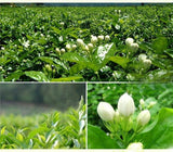 Chinese Tea Green Jasmine Flower Jasmine Flowers Green Tea Jasmine Flurries 50g