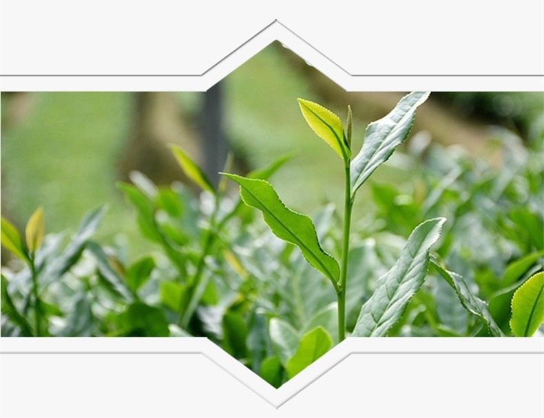 TemuTea 250g Health Care Black Oolong Slimming Tea Black Oolong Slimming Product Tieguanyin Tea