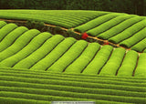 250g Da Hong Pao Tea Chinese Big Red Robe Black Oolong Tea Original Organic Gift Tea
