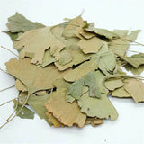 Plant leaves Ginkgo Biloba Leaves Chinese Wild Ginkgo Tea Medicinal Herbal Tea