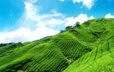High Quality Chinese Tea Tieguanyin Tea Green Tea Authentic Flavor 250g