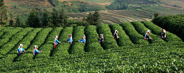 Top Jasmine Flower Tea Jasmine Pearl Natural Green Tea Chinese Fragrant Tea100g
