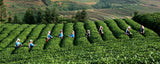 Premium Puer Raw Tea Cake Ecological Alpine Old Tree Sheng Puerh Tea Yunnan 357g