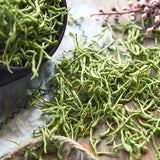 Pure Natural Honeysuckle Tea Wild Scented Herbal Tea Heat-clearing Detoxifying