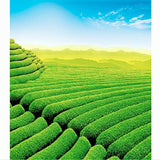 Premium Brown Rice Green Tea Genmaicha Sencha with The Rice High Quality 100g