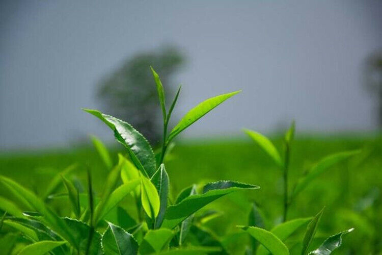 Healthy Tea China Spring Longjing Green Famous Good Quality Dragon Well Tea 250g
