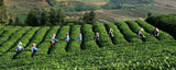 100g Palace Small Brick Puer Tea Puerh Tea Pu Er Cooked Tea Yunnan Green Food