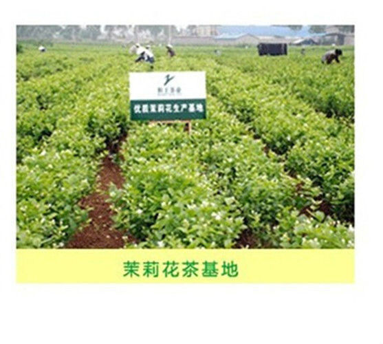 Organic Flower Tea Chinese Jasmine Tea250gFreshest Organic Food China Green Tea