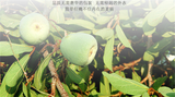 Chinese Herbal Tea Flower Tea Weight Loss Slimming Detox Beauty Anti-Aging 50g