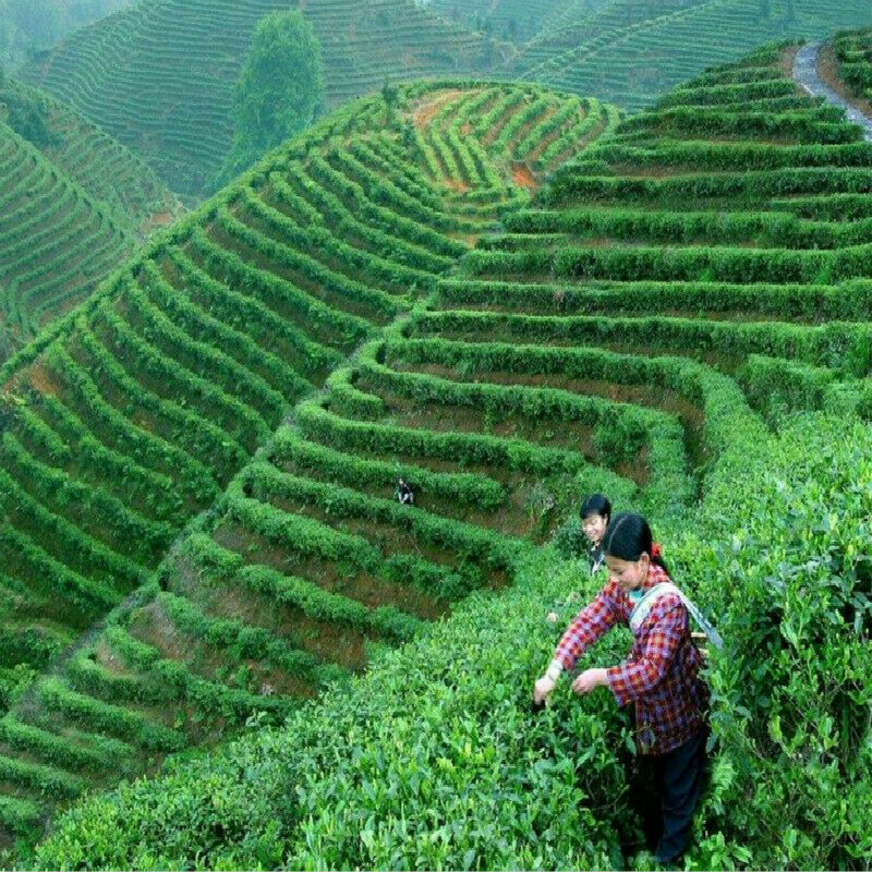 Fruits Tea Balsam Pears Tea Slices Clearing Heat Relieving Depression Herbal Tea