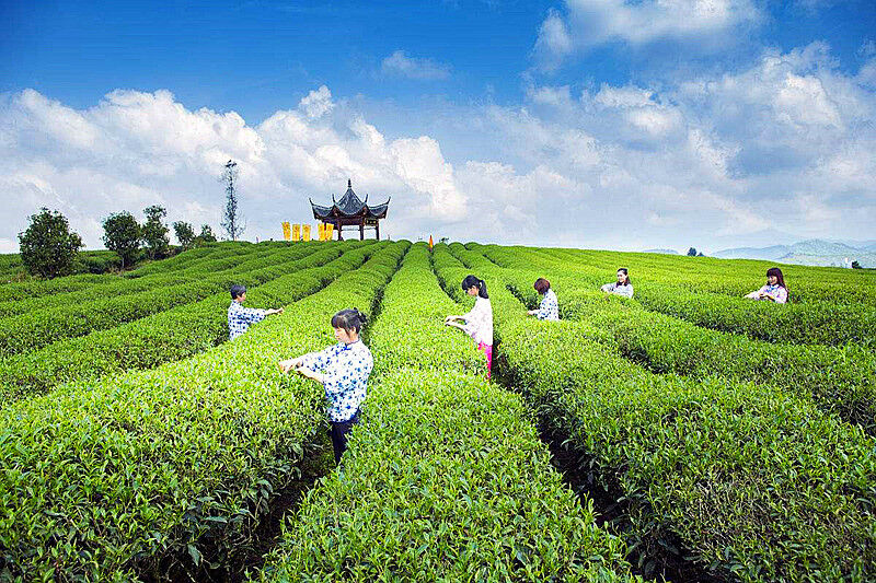 Oolong Tea Weight Loss Organic Green Tea Top Grade China TiKuanYin Chinese 250g