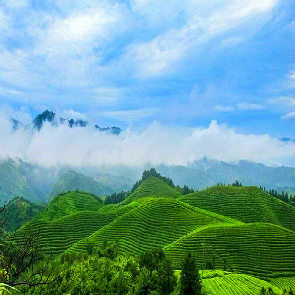 950g High Quality Handmade Fucha Dark Black Tea Organic Anhua Baishaxi  Fu cha